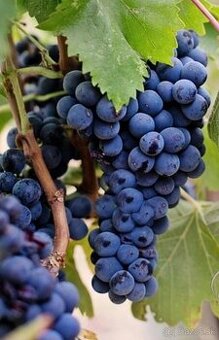 VINIČ ADRIA 2 ročný