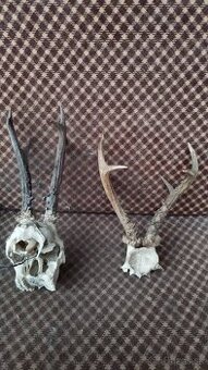 Predám srnčie trofeje parožie, zhody, srnčie.