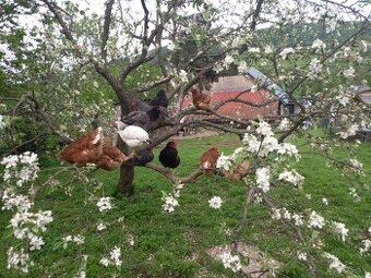🥚Domáce BIO vajíčka od šťastných sliepok z voľného výbehu🌿