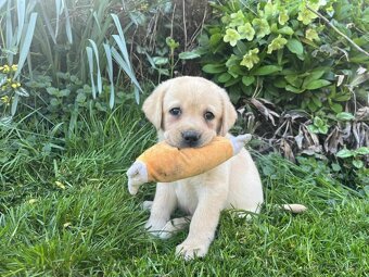 štěňata labrador a – připravena k odběru