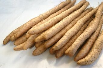 Ponúkam Svetelný koreň - semiačka, jednoročky, konzum