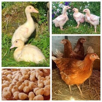 Vysokoznáškové nosnice, brojlerové kurčatá a brojlerové kačk