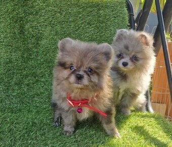 Pomeranian