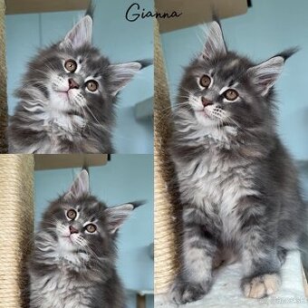 S PP Maine Coon Mainská Myvalia