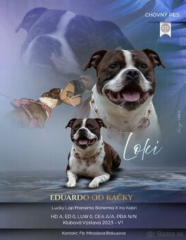 stafordšírsky bulteriér