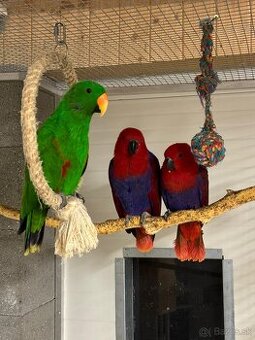 Predam eclektus eklektus