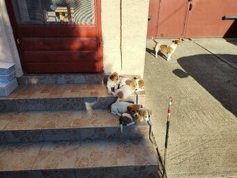 predám Jacky Russel Terier