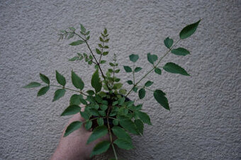 Aralia mandshurica
