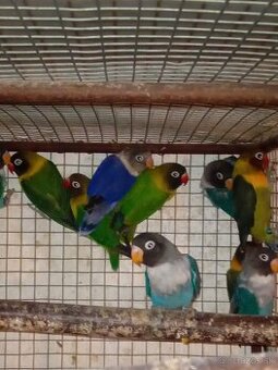 Agapornisy škraboškove