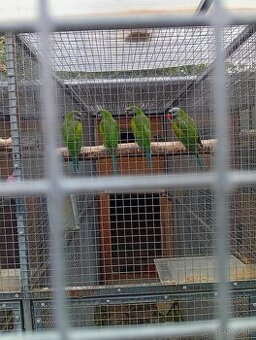 Predám Alexander Čínsky a papagáj kráľovský