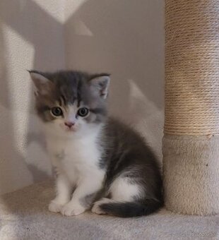 Britský kocúrik Blue tabby bicolor (modrá tabby s bielou) - 1
