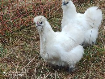 Predám kohúta hodvabnicka - 1