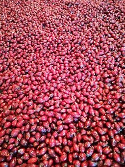 Šušene šípky- Šipkovy sirup