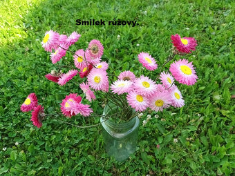 Sušené kvety - Smilek růžový.