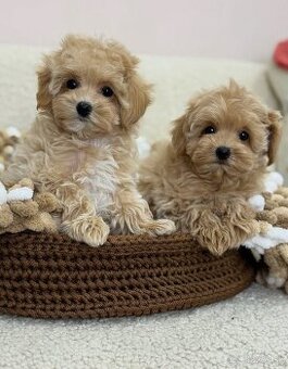 Zdravé šteniatka maltipoo hľadajú domov.