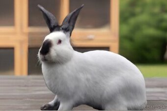 Kalifornský králik | 0-1, 1-0 | + PP