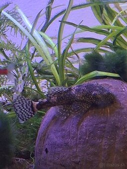 Prísavník obyčajný 5-7cm