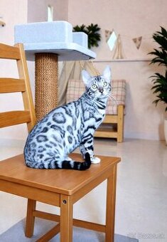 Strieborná bengálska mačka na predaj