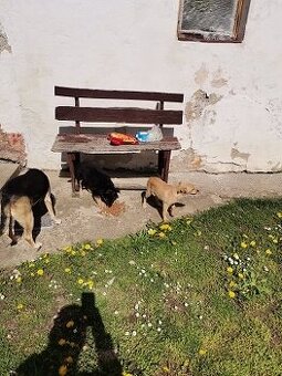 darujem krasnu malu fenku štena