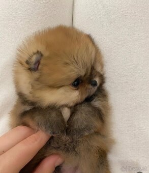 Pomeranian dievčatko
