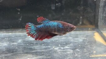 Bojovnica pestrá - betta splendens