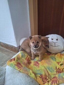 Shiba  inu narodené 25.4 2025 odber 08.06