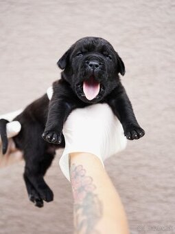 Bandog, Mollos , Mastiff