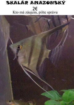 Skaláre amazonské