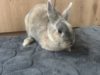 Darujem samicu kralika