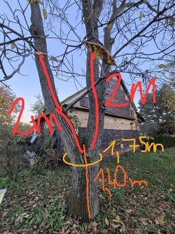 Predám orechové drevo