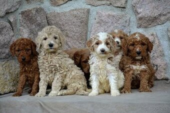 Goldendoodle f1b