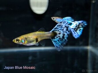Japan Blue Mosaic Guppy/Gupky