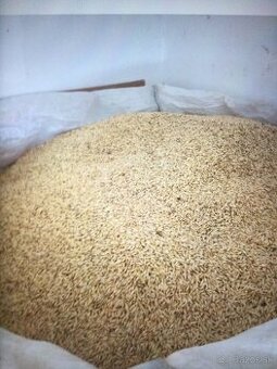 Predám ozimny jačmeň