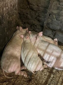 Predám prasiatka 50-60 kg