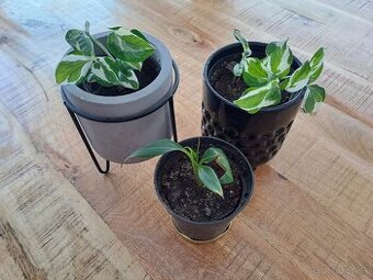 Izbové rastliny, sadeničky