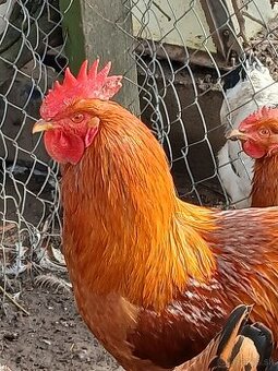 Predám nasadove  vajcia Hempsir