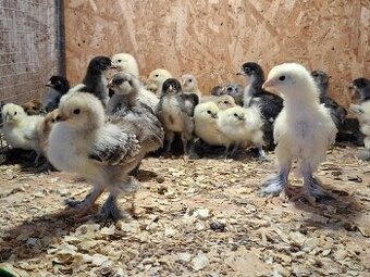 Araukány, Ayam cemani,  Brahmanky, Hodvábničky