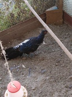 Bažant bielochocholatý