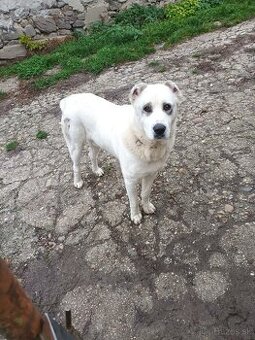 Predám psa stredoazijslý ovčiak