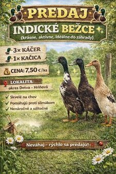 Indické bežce