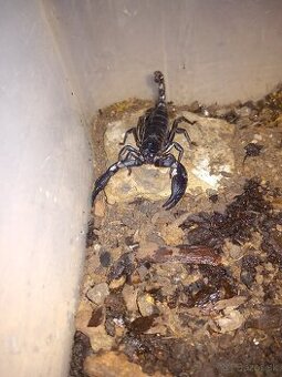 🦂 Škorpión Heterometrus Laoticus 🦂