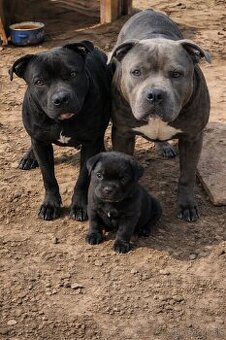 Amstaff
