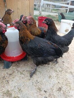 Maranska medenokrká kohútiky