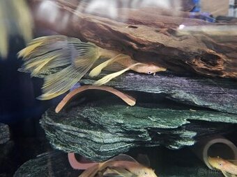 Ancistrus Yellow blue eye Long Fin / Short - posledne kusy