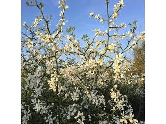 Poncirus trifoliata