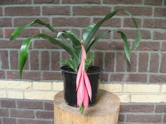 Bilbergia - pravdepodobne Billbergia Windii