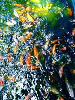 Koi kapre