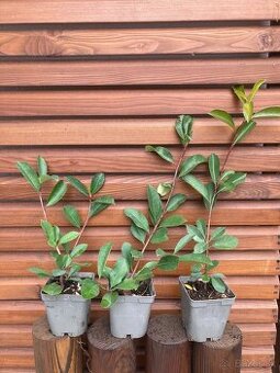 Photinia ‘Red Robin’