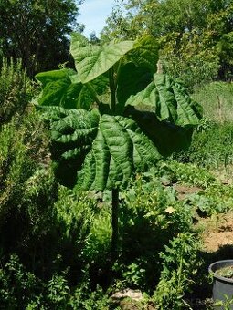 PAULOWNIA