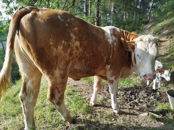 Jalovica Slovenska Strakata